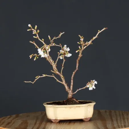 image supplémentaire - CERISIER DU JAPON "PRUNUS...