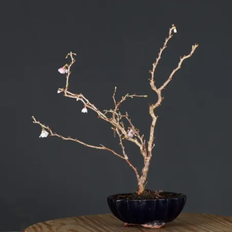 Japanese cherry tree "prunus kojo no mai" 4-12