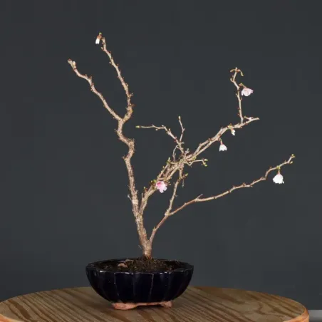 image supplémentaire - CERISIER DU JAPON "PRUNUS...