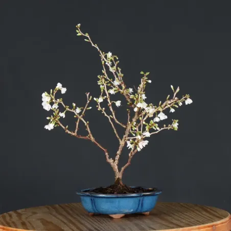 Japanese cherry tree "prunus kojo no mai" 4-13