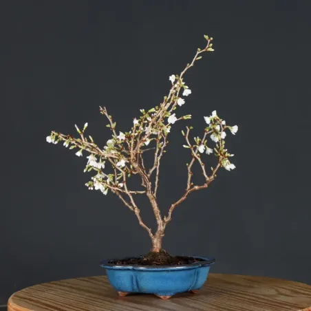 image supplémentaire - Japanese cherry tree...