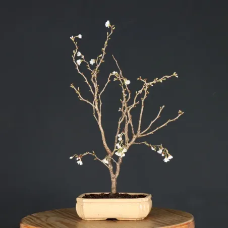 Japanese cherry tree "prunus kojo no mai" 4-15