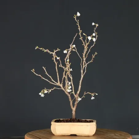 image supplémentaire - CERISIER DU JAPON "PRUNUS...