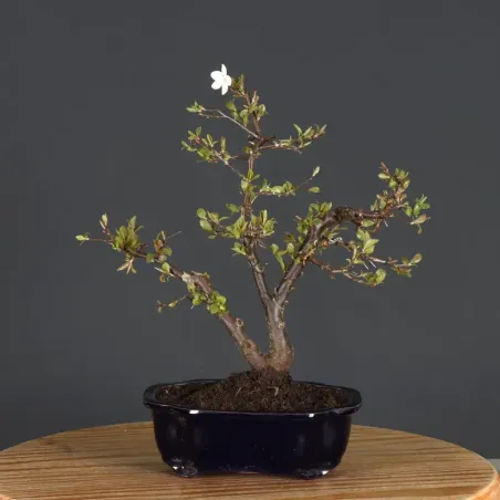 Bonsai apple tree "malus domestica" 1-12