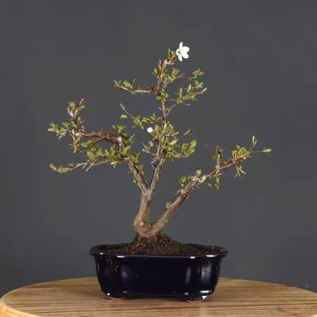 image supplémentaire - Pommier "malus domestica" 1-12