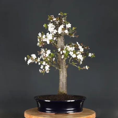 Pommier "malus domestica" 1-13