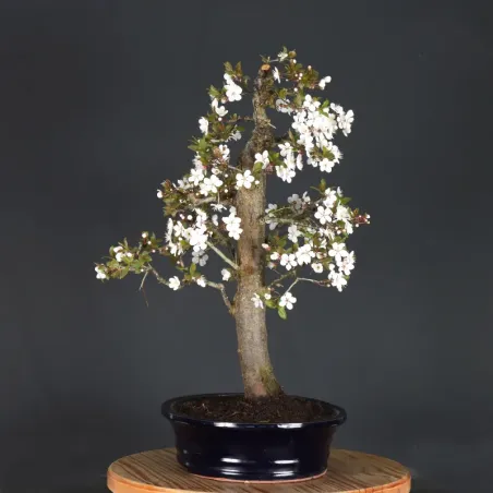 image supplémentaire - Bonsai apple tree "malus...