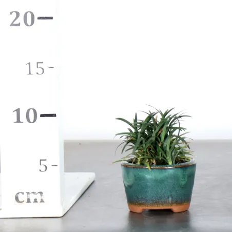 image supplémentaire - OPHIOPOGON N1