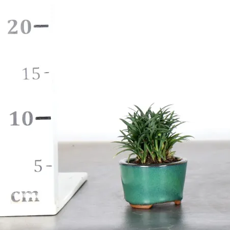 image supplémentaire - OPHIOPOGON N2