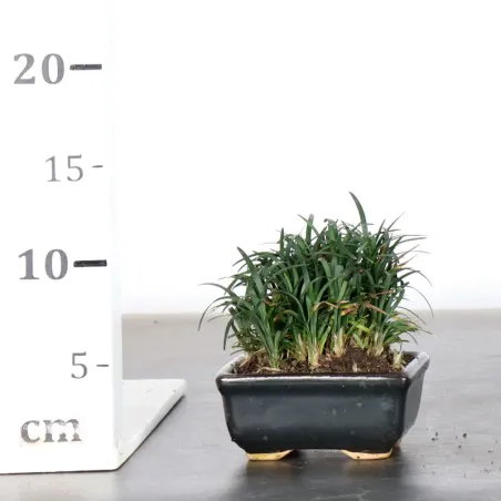 image supplémentaire - OPHIOPOGON N4