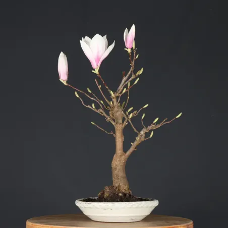 Bonsai Magnolia