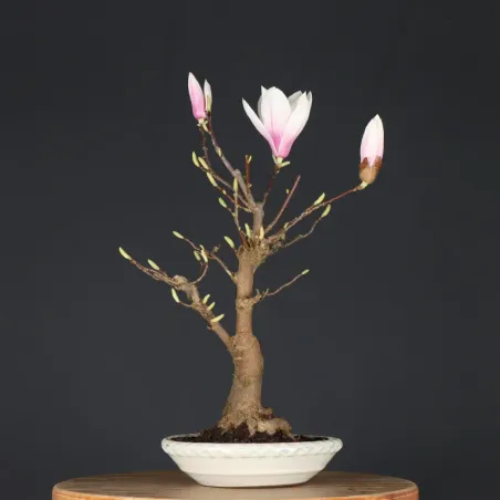 image supplémentaire - MAGNOLIA SOULANGEANA 2-4