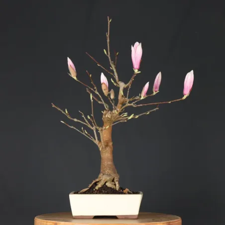 Bonsai Magnolia