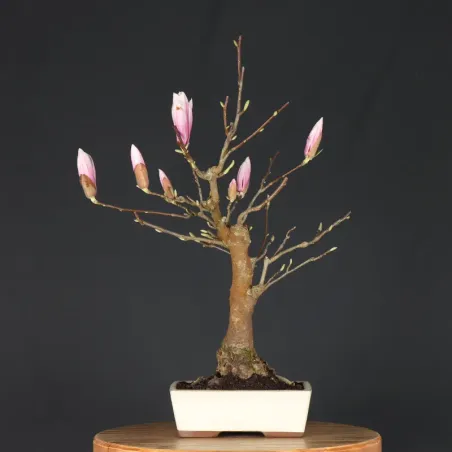 image supplémentaire - MAGNOLIA SOULANGEANA 2-5