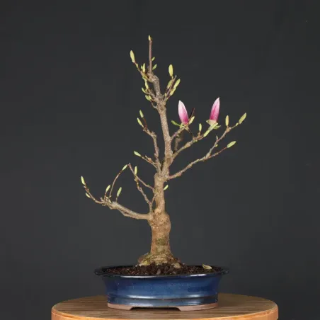 Bonsai Magnolia