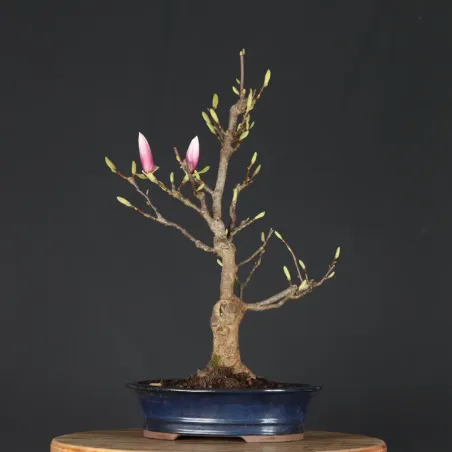 image supplémentaire - MAGNOLIA SOULANGEANA 2-6