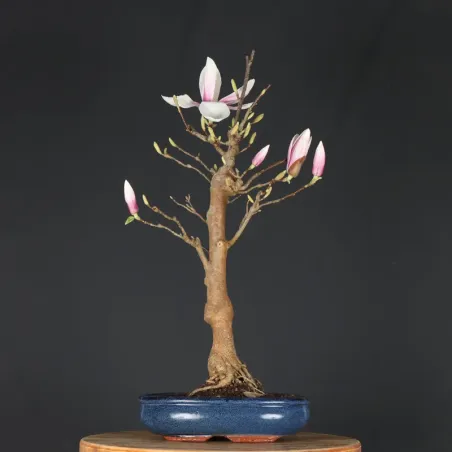 Bonsai Magnolia
