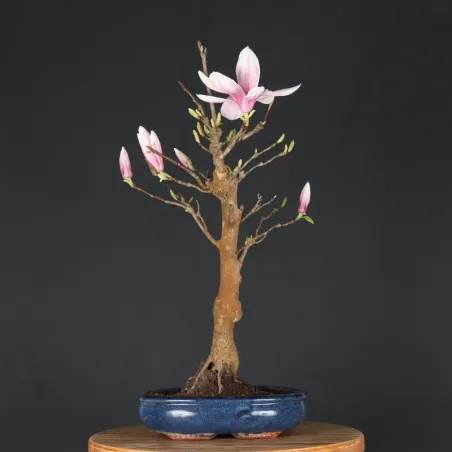 image supplémentaire - MAGNOLIA SOULANGEANA 2-7