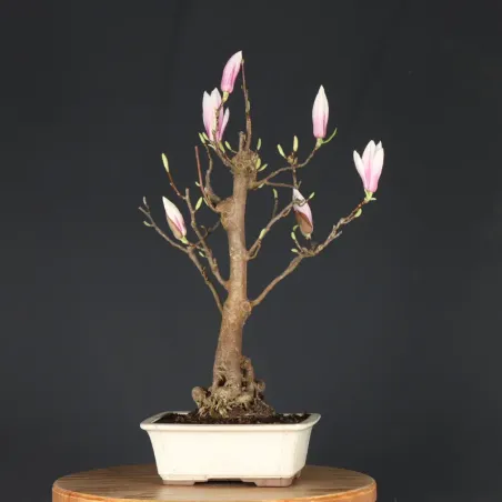 Bonsai Magnolia