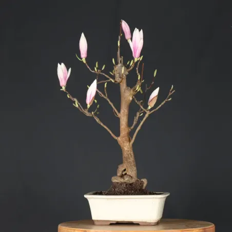 image supplémentaire - MAGNOLIA SOULANGEANA 2-8