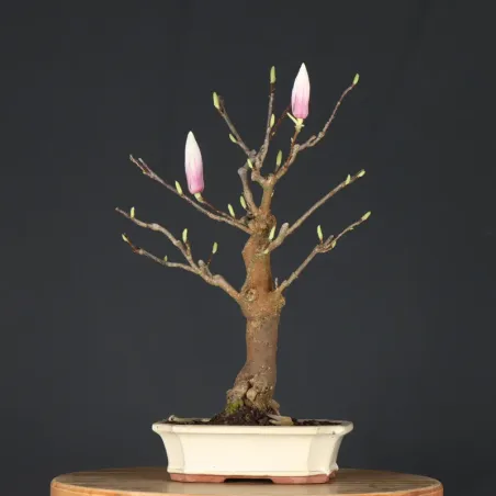 Bonsai Magnolia