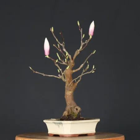 image supplémentaire - MAGNOLIA SOULANGEANA 2-9