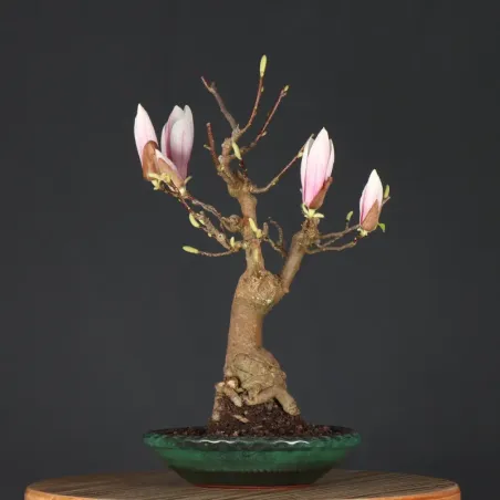 Bonsai Magnolia