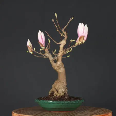 image supplémentaire - MAGNOLIA SOULANGEANA 2-10