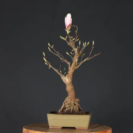 Bonsai Magnolia