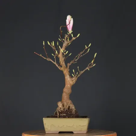 image supplémentaire - MAGNOLIA SOULANGEANA 2-11