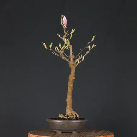 MAGNOLIA SOULANGEANA 2-12