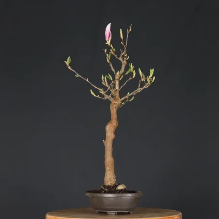 image supplémentaire - MAGNOLIA SOULANGEANA 2-12