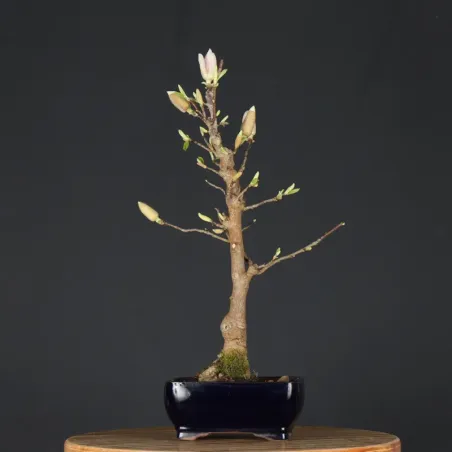 MAGNOLIA SOULANGEANA 2-13