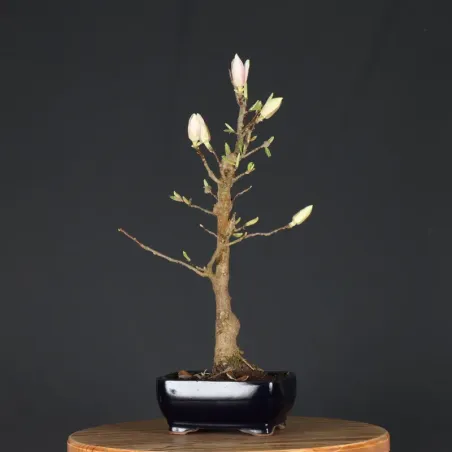 image supplémentaire - MAGNOLIA SOULANGEANA 2-13