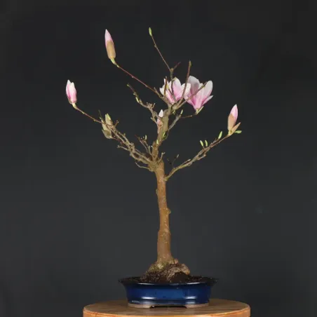 MAGNOLIA SOULANGEANA 2-14