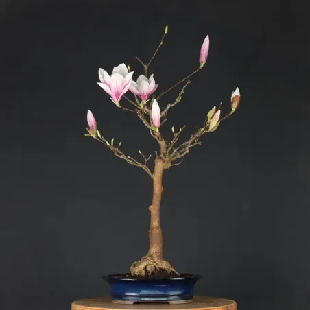 image supplémentaire - MAGNOLIA SOULANGEANA 2-14