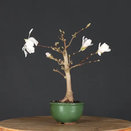 MAGNOLIA STELLATA 3-2