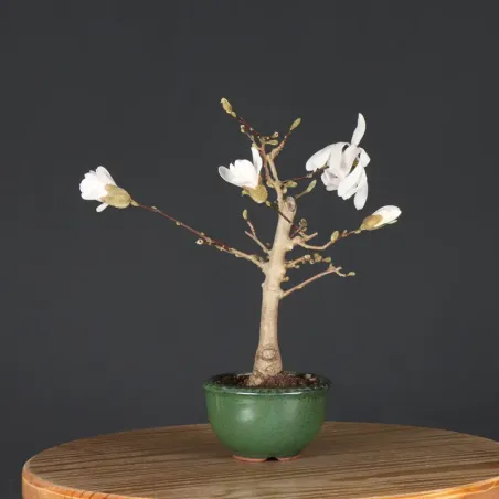 image supplémentaire - MAGNOLIA STELLATA 3-2