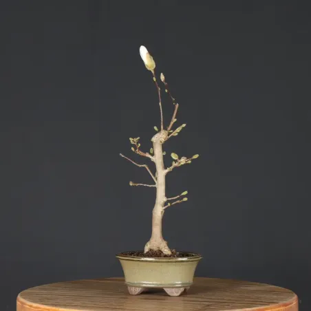 image supplémentaire - MAGNOLIA STELLATA 3-3