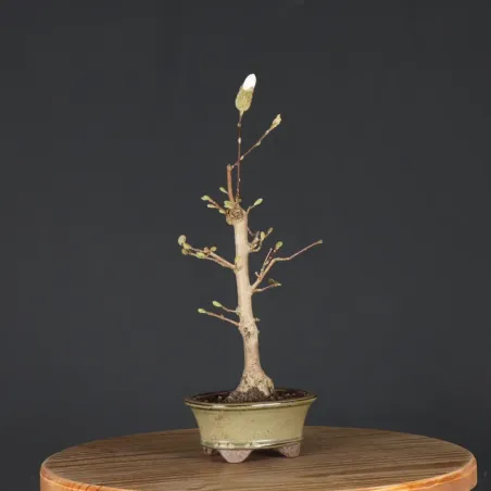 MAGNOLIA STELLATA 3-3