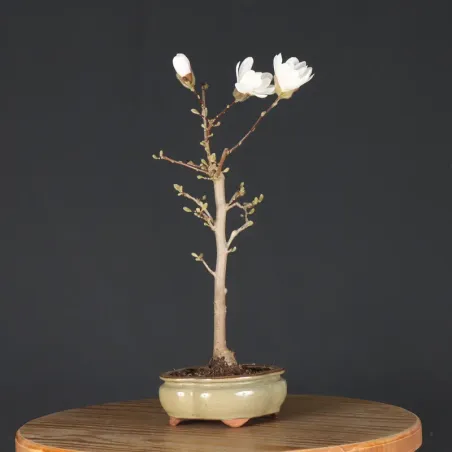 MAGNOLIA STELLATA 3-5