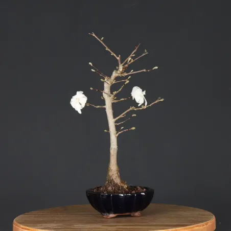 MAGNOLIA STELLATA 3-7