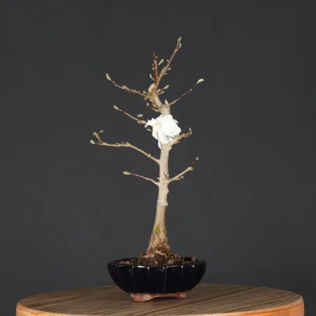 image supplémentaire - MAGNOLIA STELLATA 3-7