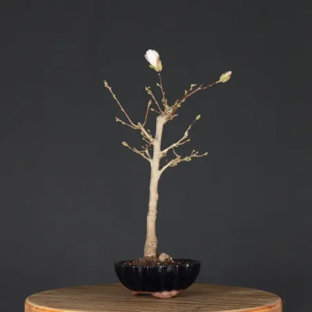 image supplémentaire - MAGNOLIA STELLATA 3-8