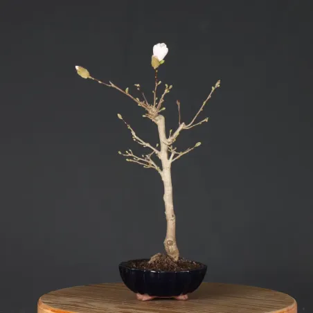 MAGNOLIA STELLATA 3-8