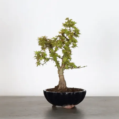 ÉRABLE DU JAPON "ACER PALMATUM KOTO HIMÉ" 1-11