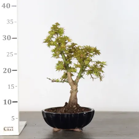 image supplémentaire - JAPANESE MAPLE "ACER...