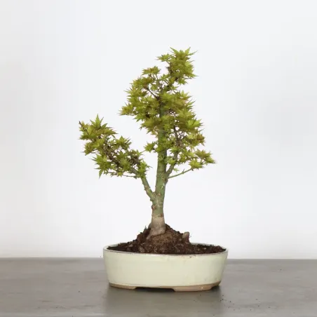 JAPANESE MAPLE "ACER PALMATUM KOTO HIME" 1-12