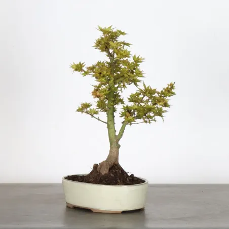 image supplémentaire - JAPANESE MAPLE "ACER...