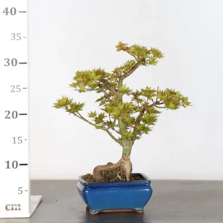 image supplémentaire - ÉRABLE DU JAPON "ACER...